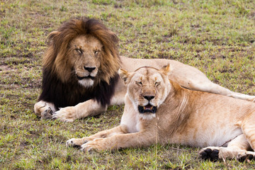 Male and female lion pair lying on green grass, Masai Mara Reserve, Kenya, Africa