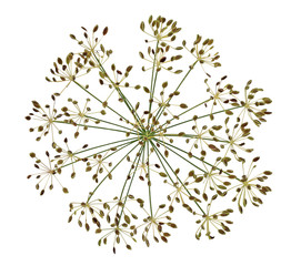 Dried Dill Flower Seed