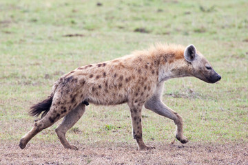 Spotted Hyena walking in Serengeti National park, Tanzania, East Africa
