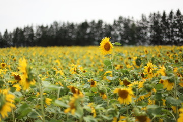 北海道のヒマワリ畑