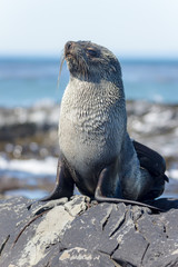 South American Fur Seal (Arctocephalus Australis) sitting on roc