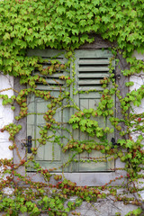 Fototapeta na wymiar Haus mit Fenster, Fensterläden und Weinreben