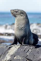 South American Fur Seal (Arctocephalus Australis) on coastal roc