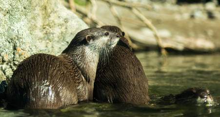 Obraz premium Asian Small Clawed Otter