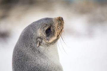 South American Fur Seal (Arctocephalus Australis) head. Close up