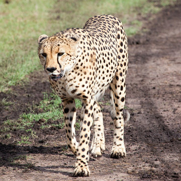 Cheetah walking in Serengeti National park, Tanzania, Africa