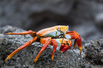 Sally lightfoot crab on a black lava rock, Galapagos Islands, Ecuador