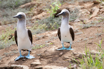 Pair of blue footed boobies performing mating dance, Galapagos Islands, Ecuador