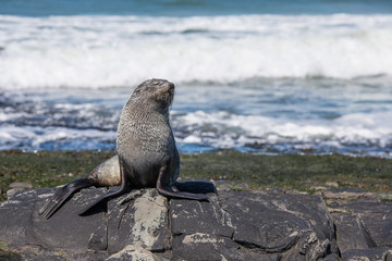 Fur Seal sunbathing on coastal rocks.