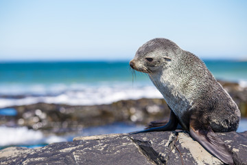 Cute Fur Seal sunbathing on coastal rocks.