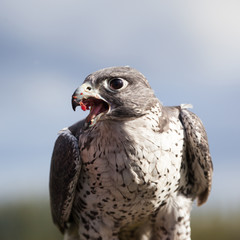 Gyrfalcon (Falco rusticolus) eating, Alaska