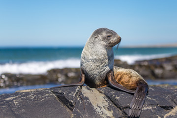 South American Fur Seal (Arctocephalus Australis) resting on roc