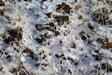 Grass covered with snow