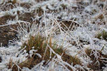 Grass covered with snow
