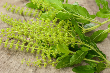 Part of Holy basil pile on wooden floor