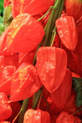 夏の風物詩、ほおずき市