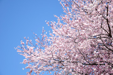 桜と青空