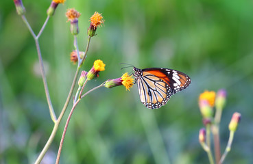 Monarch Butterfly with reed of grass and green environment background