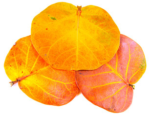 feuilles de raisin de mer 