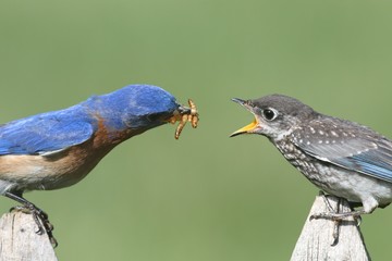 Male Eastern Bluebird With Baby
