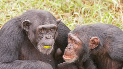 Two adult chimpanzees seating nip and tuck. Ngamba island chimpanzee sanctuary, Uganda. 
