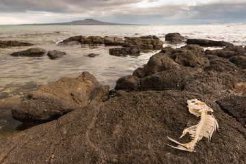 fish skeleton on volcanic rocks