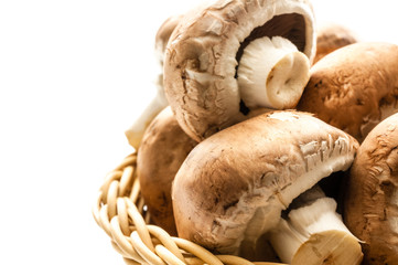 Brauner Bio Champignon 