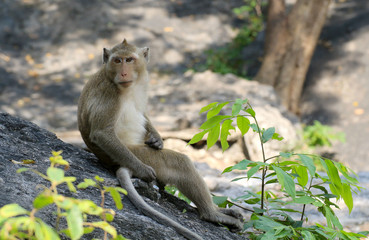 Monkeys/ wildlife of monkey in emotion