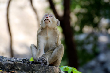 Monkeys/ wildlife of monkey in emotion