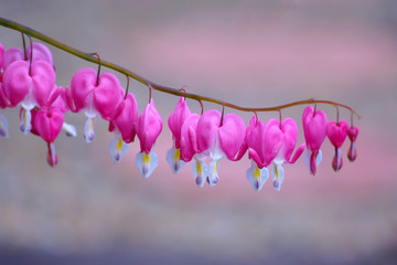 Bleeding Heart flower in japanese garden