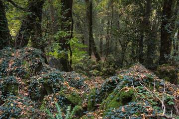 Bosco del Sasseto o di biancaneve in Lazio © Buffy1982
