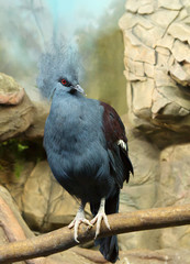 Венценосный голубь