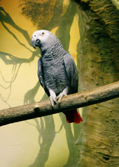 Попугай жако