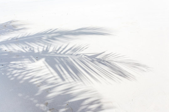 ombre de palme de cocotier sur plage des Seychelles
