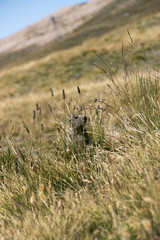 Murmeltier im Gras