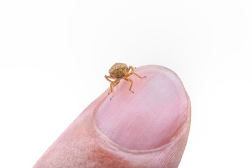 Small brown insect sitting on the finger on a white background