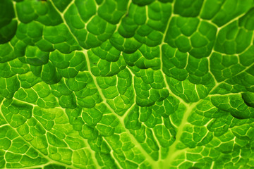 Leaf of savoy cabbage background, macro