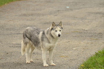 Pies - mieszaniec husky i kundelka