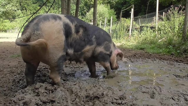 Bentheimer Landschwein, artgerechte Haltung, drau&szlig;en, Freiland