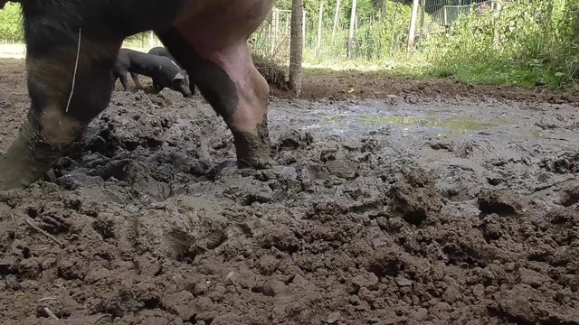 Bentheimer Landschwein, artgerechte Haltung, drau&szlig;en, Freiland