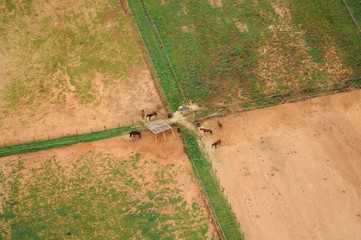 Horses