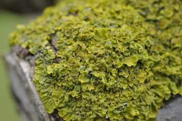 Obraz premium Lichen close up (Xanthoria spp.) A close up of a green-yellow lichen