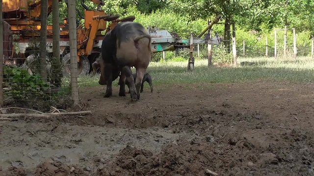 Bentheimer Landschwein, artgerechte Haltung, drau&szlig;en, Freiland