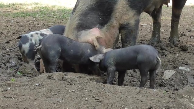 Bentheimer Landschwein, artgerechte Haltung, drau&szlig;en, Freiland