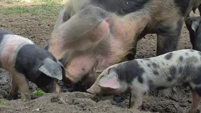 Bentheimer Landschwein, artgerechte Haltung, drau&szlig;en, Freiland