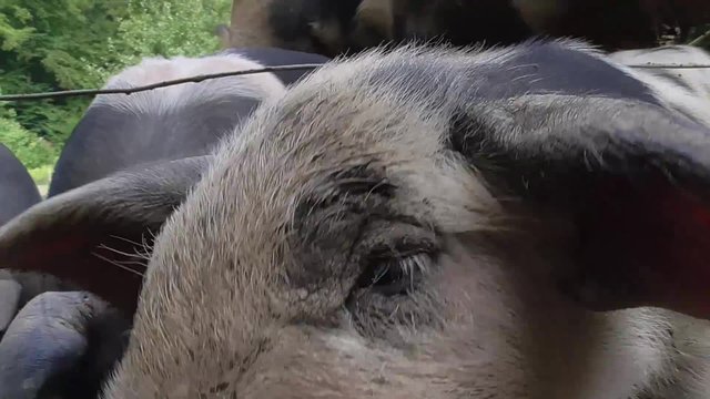 Bentheimer Landschwein, artgerechte Haltung, drau&szlig;en, Freiland