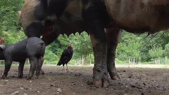 Bentheimer Landschwein, artgerechte Haltung, drau&szlig;en, Freiland