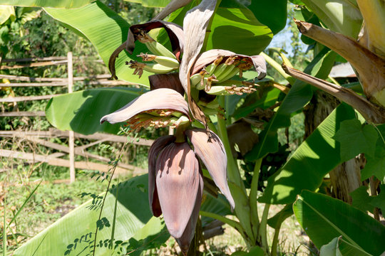 Early banana blossom on banana tree