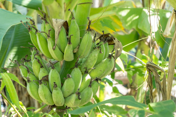 Fototapeta premium Green Unripe banana