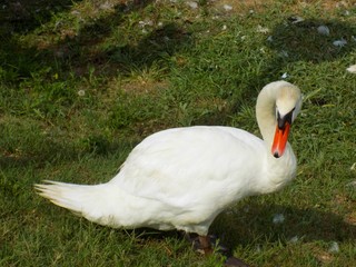 Swan on lawn